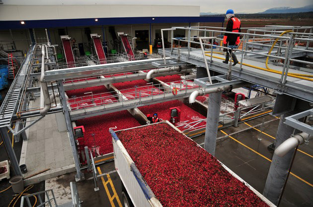 The Ocean Spray Receiving Station in Richmond, B.C., was presented with a 2014 Excellence in Hot-Dip Galvanizing Award. Hot-dip galvanizing was used to mitigate the moisture throughout the cleaning, sorting, and storing processes. Photo courtesy AGA