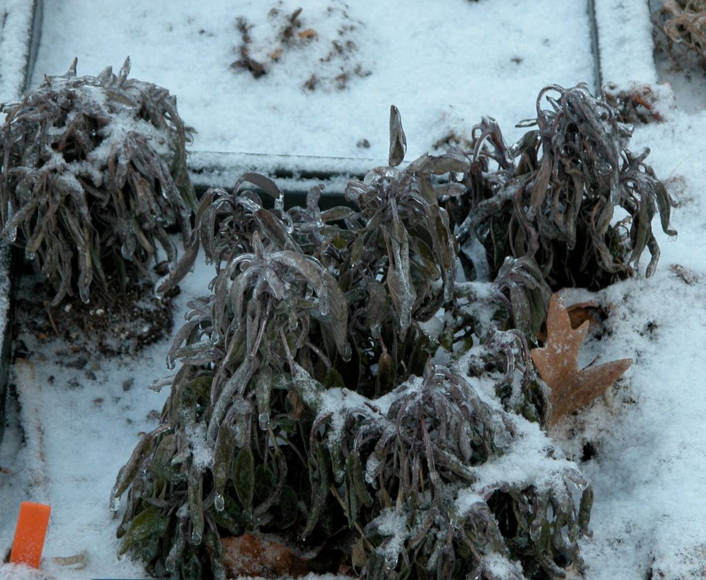 Desiccation injury after a severe ice storm where the leaves of the plants are frozen. Canada has challenging climates and fl ora should be chosen carefully. Photos courtesy Center for Green Roof at Penn State University