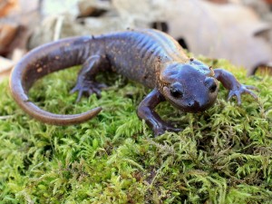 Northwestern salamanders like this one are being given safe passage through the inclusion of special tunnels for amphibians. Photo © BigStockPhoto/Randimal