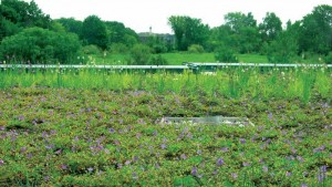 The Earth Rangers Centre’s green roof helps keep the building cool and acts as extra insulation. Photos courtesy TRCA