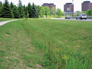 Vegetated open channels were designed to convey, treat, and attenuate roof, road, and parking lot runoff from small drainage areas at York University. Vegetation in the grass swale slows the water to allow sedimentation, filtration through the soil and root zone, and infiltration into the underlying native soil.