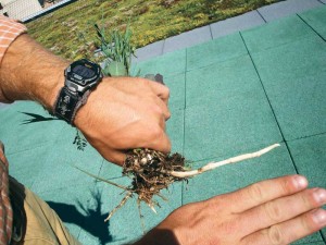 Aggressive roots and rhizomes can damage the roof membrane and lead to leaks.