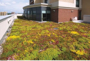 The building’s green roof contains native plant species, absorbs rainwater, and helps reduce the urban heat island (UHI) effect.