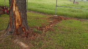 Tall trees do not protect buildings from lightning damage. When lightning hits a tree, the electricity can flash or trench (as shown above) from the tree to conductive components of nearby structures. Standards mandate the installation of lightning protection in trees located less than 3 m (10 ft) from a protected structure. Photo courtesy East Coast Lightning Equipment, Inc. 