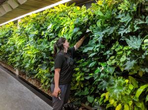 A newly installed green wall is the centerpiece in Trent University’s Bata Library in Peterborough, Ont. Photo courtesy Trent University