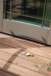 Yellow-throated Vireo killed striking a patio door.