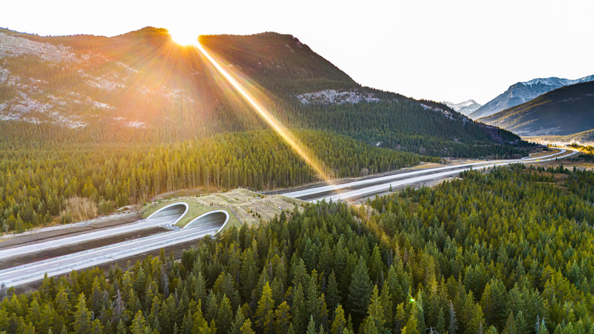 Wildlife overpass blends into a forested highway with mountains in the background.